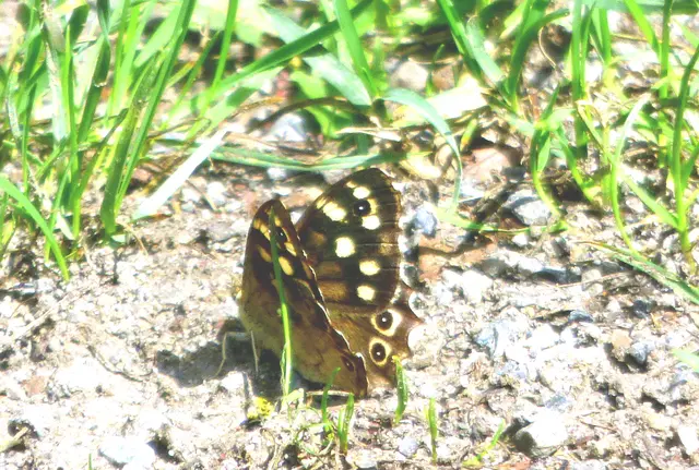 Ein Mauerfuchs nein ein Waldbrettspiel. Danke für die Hilfe.