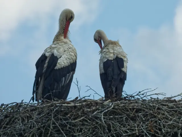 ... nutzten beide Störche nur den warmen Sonnenschein zum Putzen ihres Gefieders. 