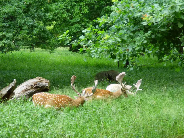 Dann doch noch eine Damwild Truppe