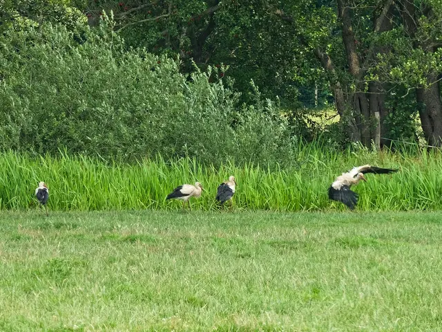 Am nahen Tümpel (etwa 60m vom Horst entfernt) suchen drei Jungstörche und ein Altstorch nach Futter. 