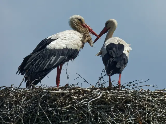 Statt mit Flügelschlagen des Jungstorches etwas zu üben ... 