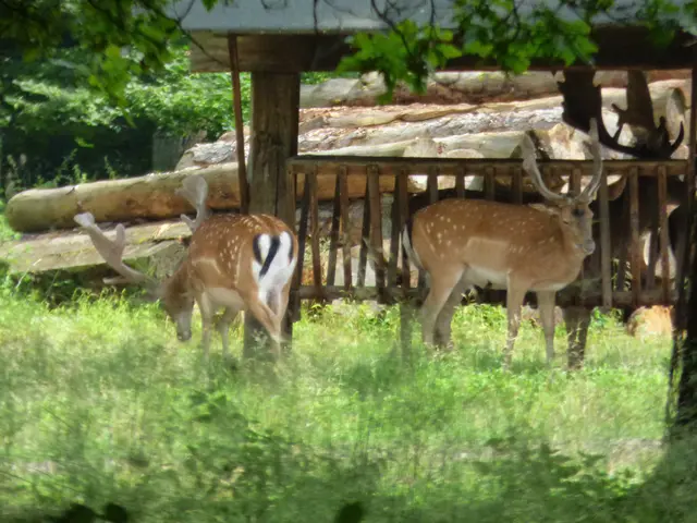 Da habe ich es doch noch gesehen