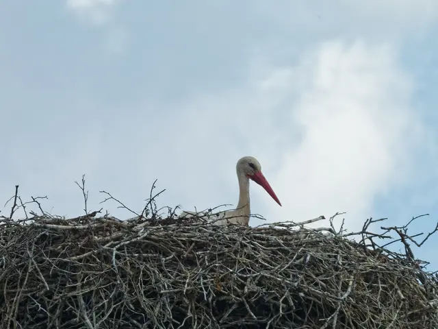 Dieser Jungstorch ist wohl immer noch nicht Flügge