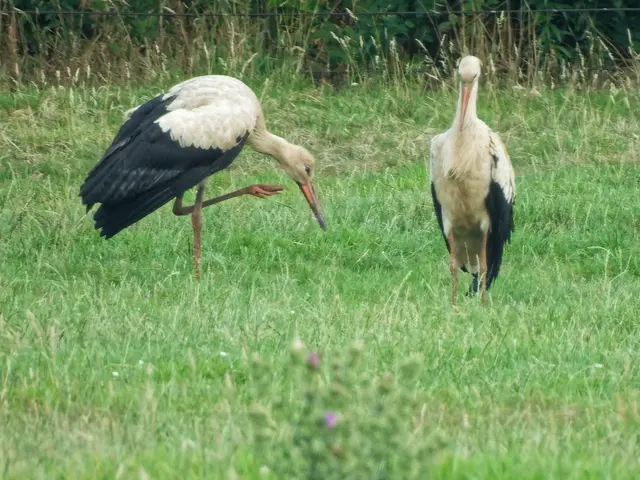 Irgendwie juckte dem anderen Jungstorch das Kopfgefieder!