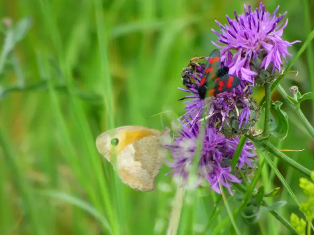 Großes Ochsenauge mit Sechsfleck Widderchen