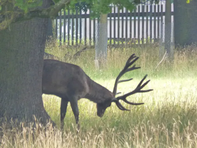 Das Rotwild versteckt sich immer