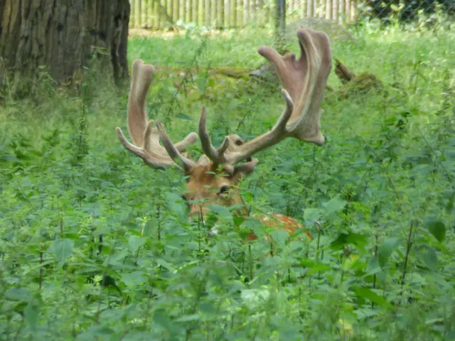 Der Damhirsch versteckt sich