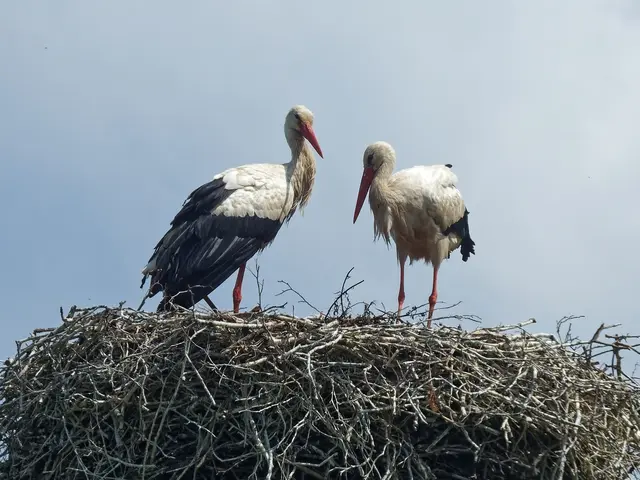 Auf dem großen Nest schauen sich Alt- und Jungstorch gelangweilt an.  