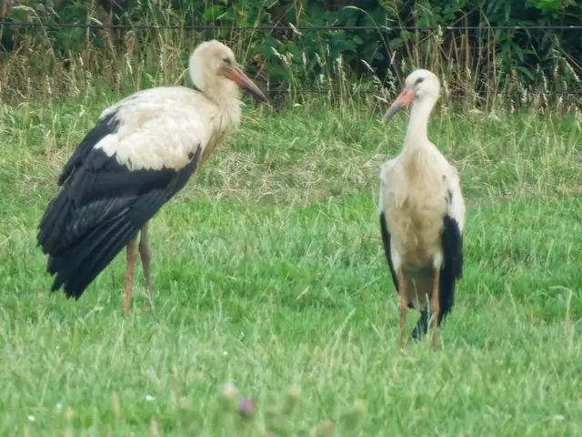 Hier "unterhalten" sich zwei Jungstörche mit Blicken und strammer Haltung