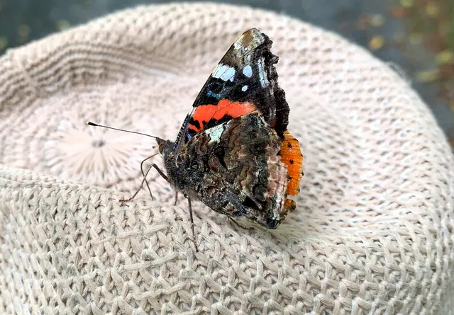 Der Admiral lädt zum Rundgang ein