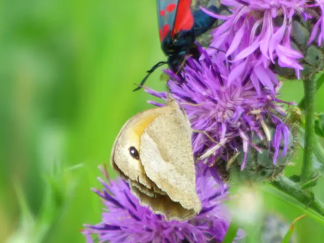 Großes Ochsenauge mit Sechsfleck Widderchen. 
Meine Kamera ist schon älter.