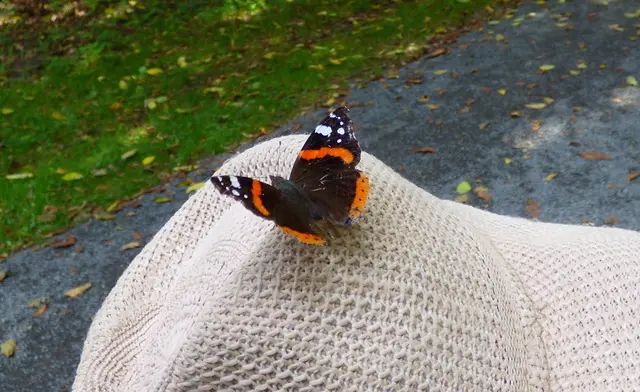 Der Admiral verabschiedet sich