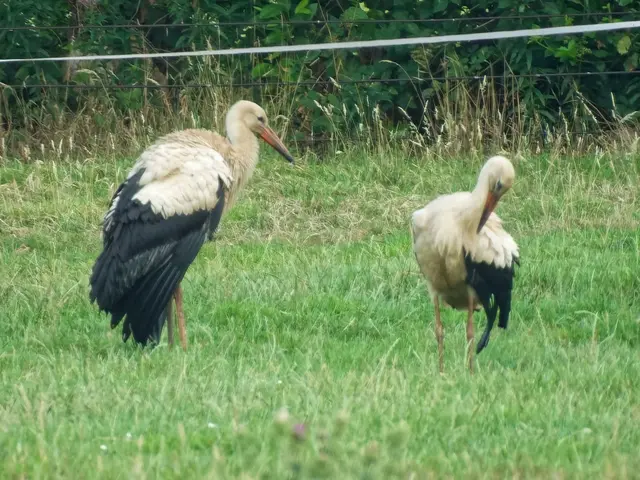Auch ein Jungstorch beim Gefiederputzen