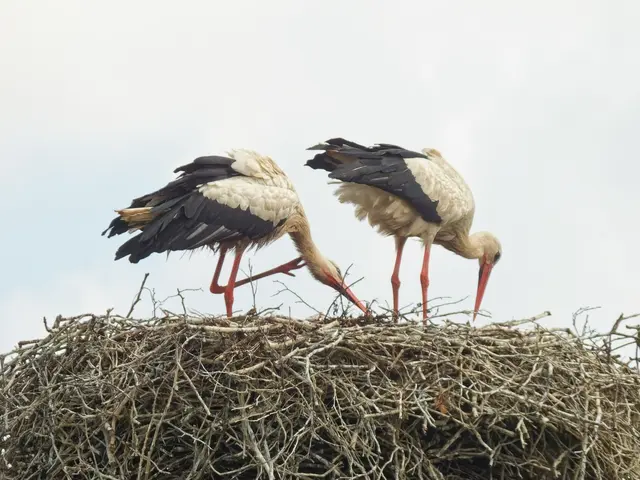 Hier lieferte gerade ein Altstorch Futter nach!