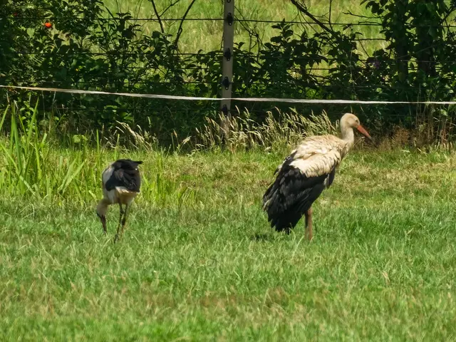 So eine Futtersuche ist wohl anstrengender als Futter vom elterlichen Bringdienst zu bekommen.