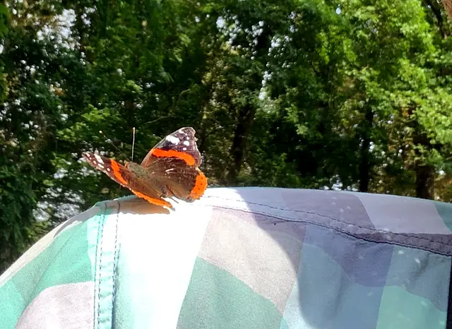 Er ist mein Begleiter geworden