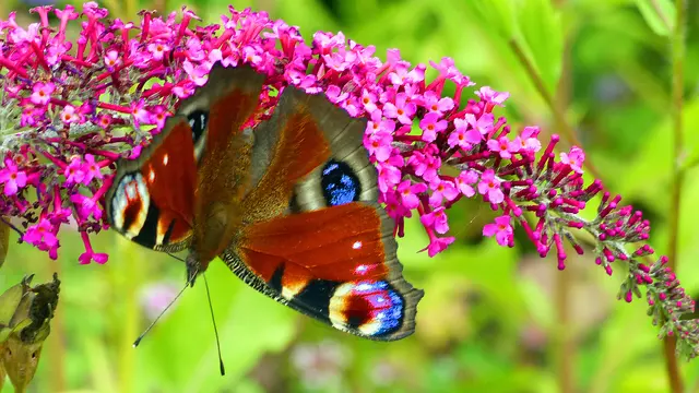 An sonnigen Tagen ist das Tagpfauenauge zu beobachten, wie es Nektar aus der Blüte des Sommerflieders saugt. Foto: Helmut Kuzina