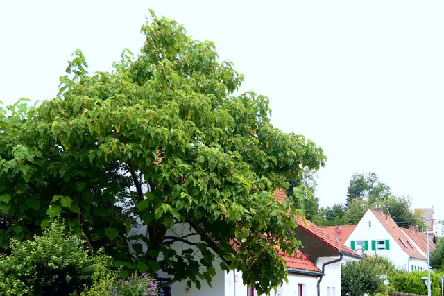Im Lauf der Jahre hat der Paulownia das Wohnhaus überflügelt