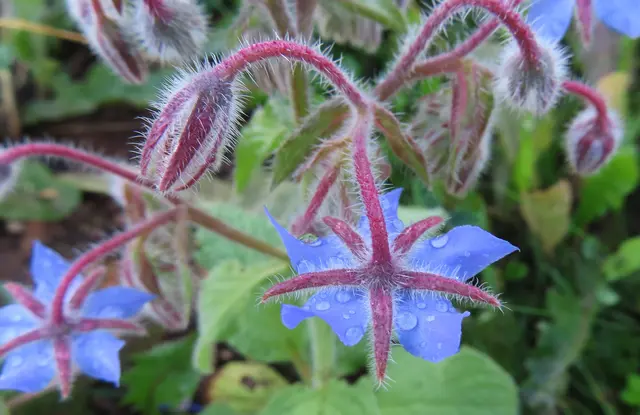 Ausschnitt aus dem Original-Foto. | Foto: M. A.