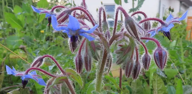 Ausschnitt aus dem Original-Foto. | Foto: M. A.