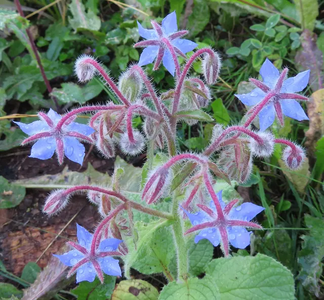 Ausschnitt aus dem Original-Foto. | Foto: M. A.