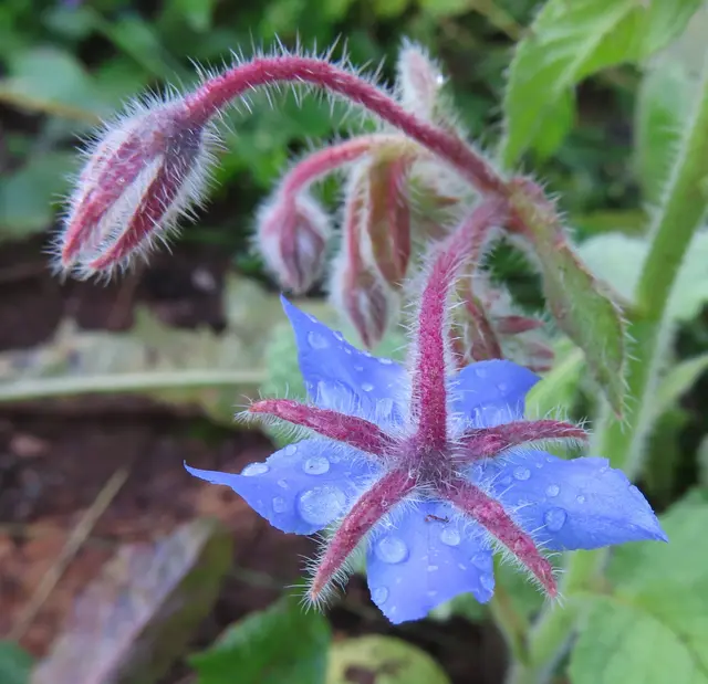 Ausschnitt aus dem Original-Foto. | Foto: M. A.