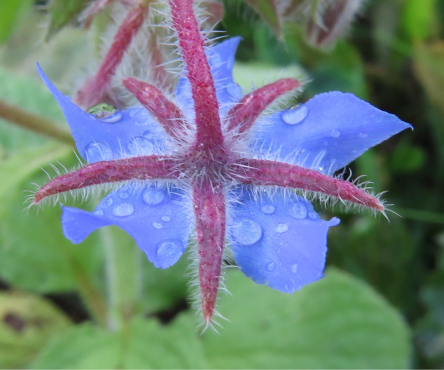 Ausschnitt aus dem Original-Foto. | Foto: M. A.