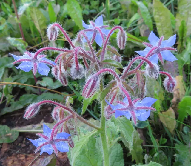 Ausschnitt aus dem Original-Foto. | Foto: M. A.