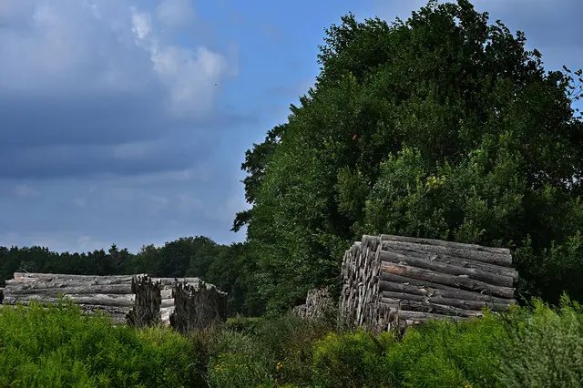 Die Ausläufer des Altwarmbüchener Moores