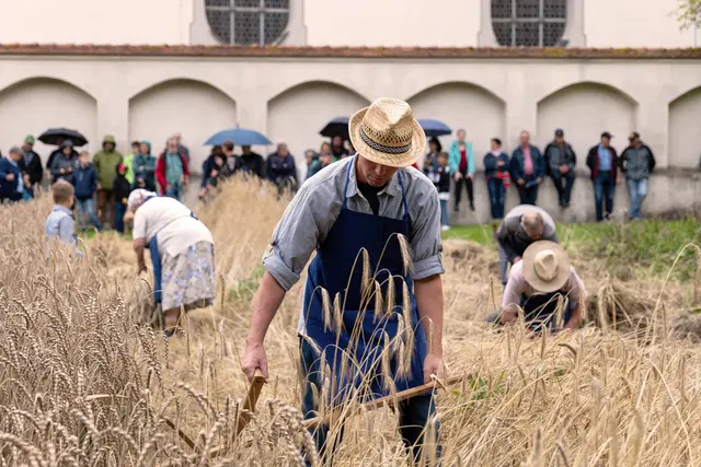 Das Getreide auf dem Musterfeld wird an diesem Tag wie früher von Hand geerntet | Foto: Matthias Meyer
