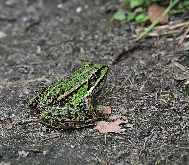 auch er lief - oder vielmehr hüpfte - uns über den Weg