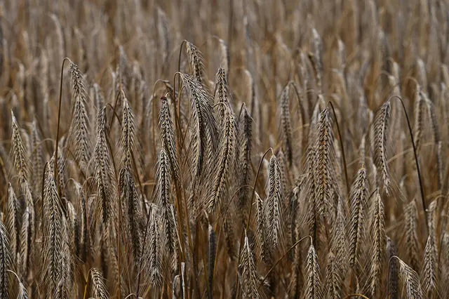 Es müsste sich um Gerste handeln