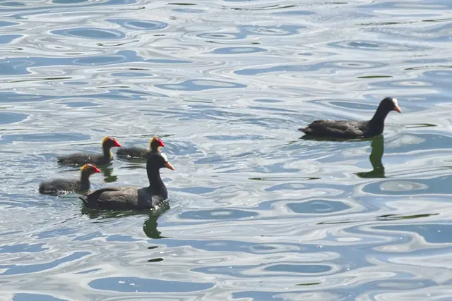 Blässhühnerfamilie  auf dem Ditfurter See