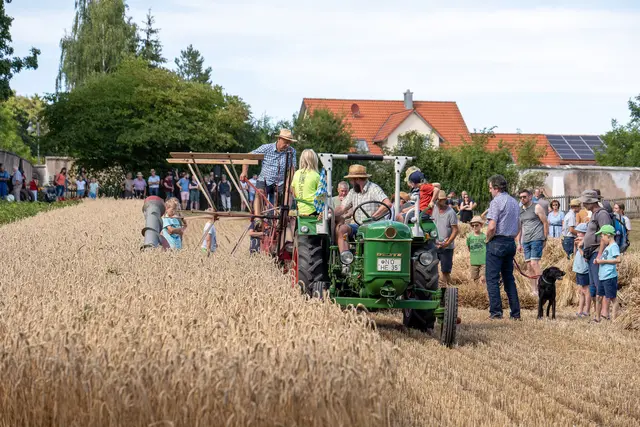 Mit dem historischen Mähbinder wird das Getreide auf dem Museumsfeld geerntet | Foto: Matthias Meyer