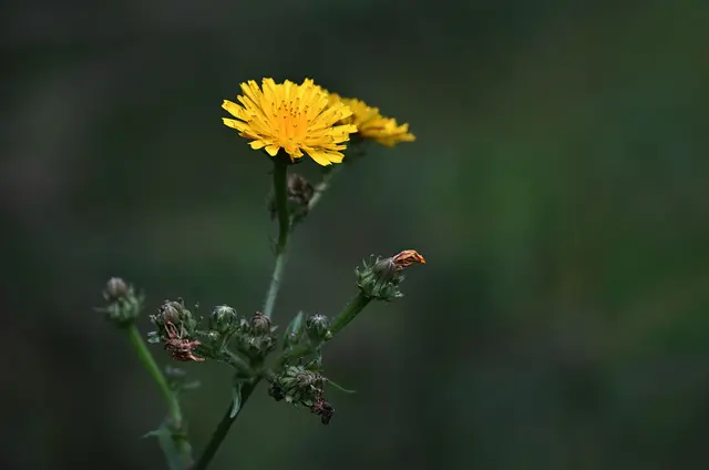 Gewöhnliches Bitterkraut am Wegesrand