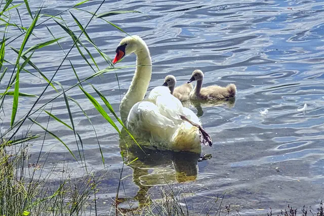 Schwanenfamilie auf dem Ditfurter See