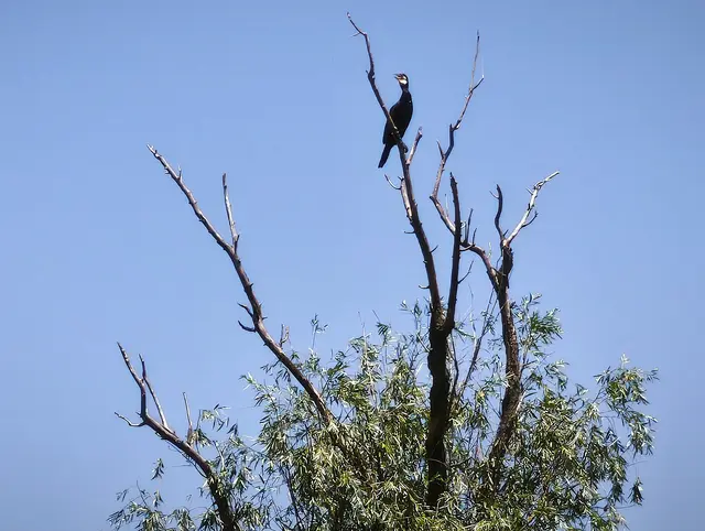 Ein Kormoran | Foto: Shima Mahi