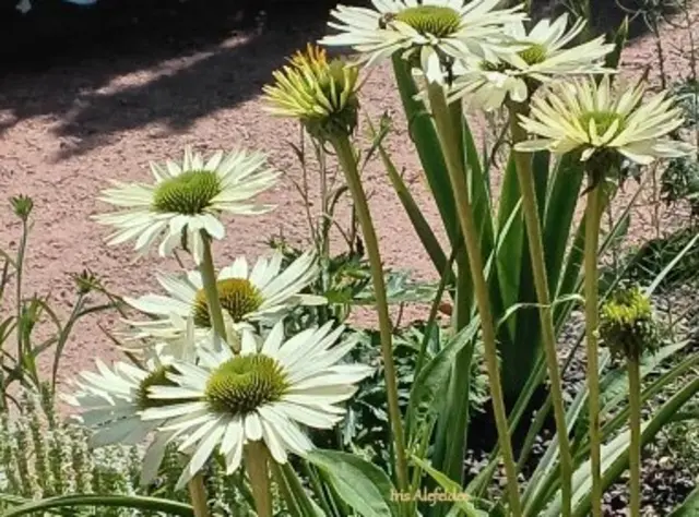 Foto: Iris Alefelder