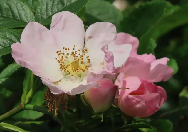 Ausschnitt aus dem Original-Foto (3. Bild). | Foto: M. A.