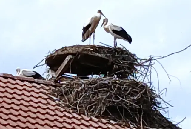 Storchennest in Salem | Foto: Peter Heider