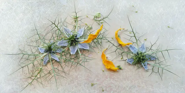Stillleben mit 'Nigella damascena' und getrockneten Blütenblättern einer Sonnenblume.