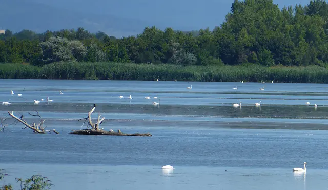 Auf dem Weg nach Bratislava kommen wir an einem Naturschutzgebiet mit vielen Schwänen vorbei. | Foto: Shima Mahi
