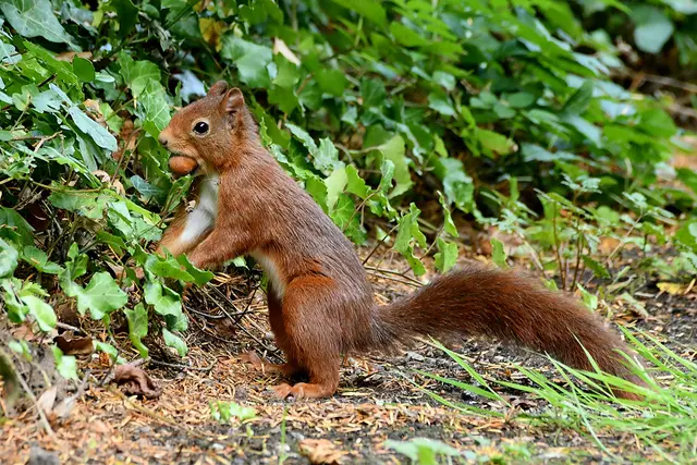 Eichhörnchen | Foto: Copyright Andreas Schäfer