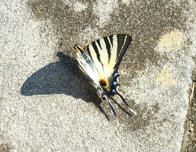 Solche Schmetterlinge habe ich bei uns nur in Schmetterlingshäusern gesehen. Hier gibt es sie in größerer Anzahl. | Foto: Shima Mahi