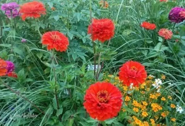 Foto: Iris Alefelder