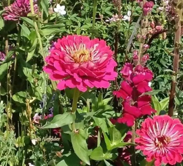 Foto: Iris Alefelder