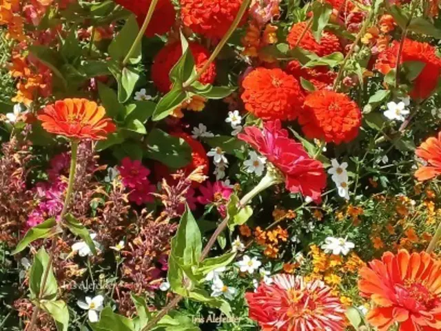 Foto: Iris Alefelder