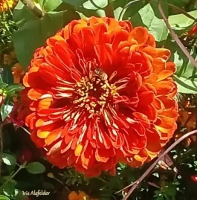 Foto: Iris Alefelder