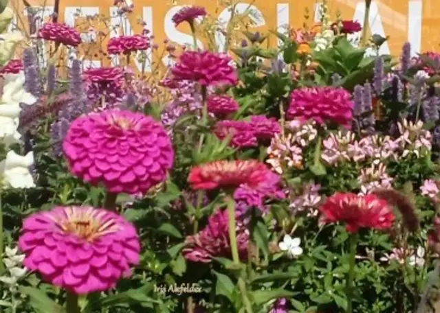 Foto: Iris Alefelder