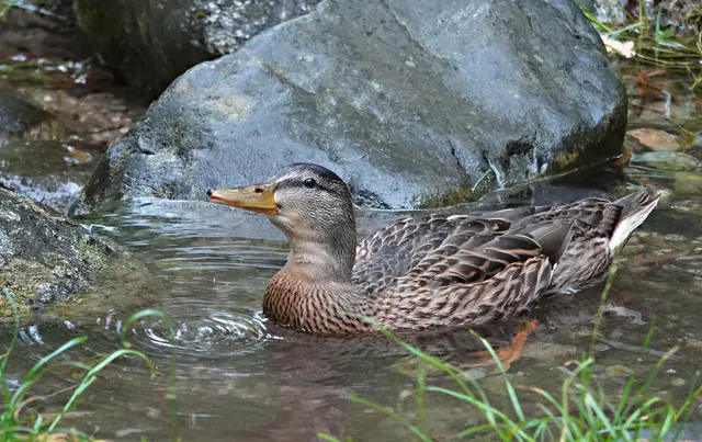 Braun ist derzeit die Einheitsfarbe auf dem Entenweiher